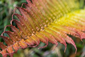 Close up of a fern leaf in a temperate rain forest - hiking the Sendero Cascadas Escondidas in the...