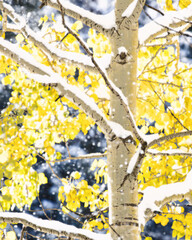 Snow on Autumn Aspens