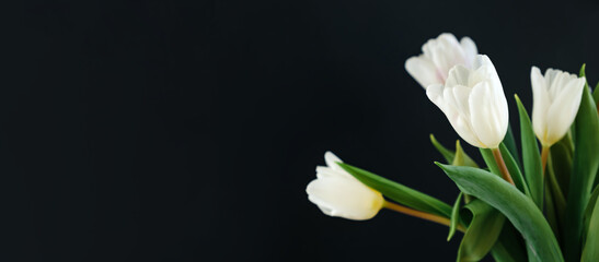 Fototapeta premium White tulip flowers isolated on black background close-up. Side view of beautiful bouquet. Valentines day, Mothers day, Womens day. Banner. Text place. Mockup design. Gift certificate. Greeting card