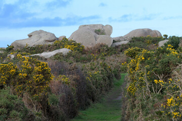 Fototapeta premium Paysage de la côte de granit rose à Ploumanac'h en Bretagne - France