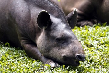 Fototapeta premium Tapir (Tapirus bairdii) Tapiridae family. Amazonas, Brazil