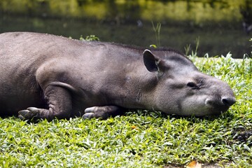 
Tapir (Tapirus bairdii) Tapiridae family. Amazonas, Brazil