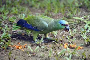 The festive amazon (Amazona festiva), also known as the festive parrot, is a species of parrot in the family Psittacidae. Manaus, Amazonas – Brazil.