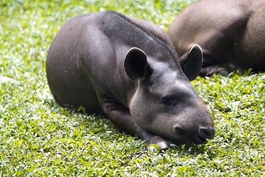 
Tapir (Tapirus bairdii) Tapiridae family. Amazonas, Brazil