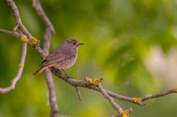 The common redstart bird sitting on a branch of a walnut tree with a green blurred background in spring in the Czech Republic