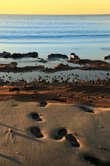 Fototapeta na wymiar Footprints and Dry oceanic posidonia seaweed balls on the beach