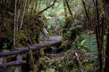Hiking the Sendero Cascadas Escondidas in the Parque Nacional Pumalín Douglas Tompkins in...