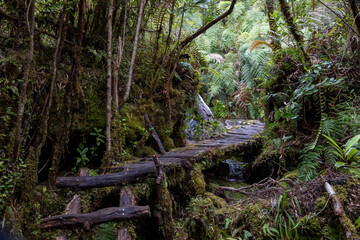 Hiking the Sendero Cascadas Escondidas in the Parque Nacional Pumalín Douglas Tompkins in...