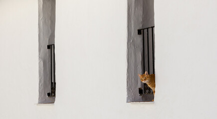 Cat leaning out of the bars of a vertical window on a white wall