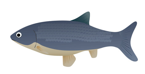 Big grey fish. vector illustration