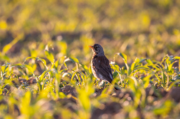 The fieldfare (Turdus pilaris) bird sitting on a sunny day in the middle of a corn field in the Czech Republic