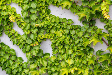 White concrete wall half covered with Parthenocyss tricuspidate Veitchii or Boston ivy, grape ivy,...