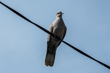 bird on a wire