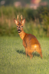 roe deer looking straight into the eyes standing in a field and peeing in the middle of a green meadow of grass in the morning light at sunrise in the Czech Republic