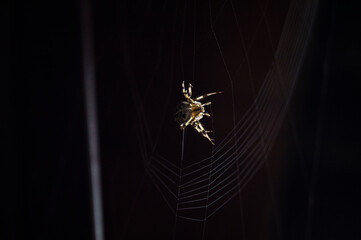 spider on a web