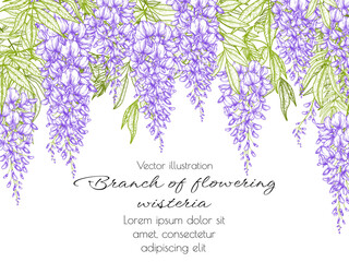 Vector template banner bush blooming wisteria in engraving style