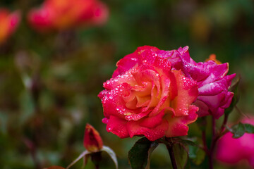Santa Barbara, California, USA, Rose Garden
