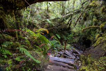Hiking the Sendero Cascadas Escondidas in the Parque Nacional Pumalín Douglas Tompkins in Patagonia, Chile 