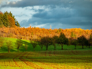 Naklejka premium Neuanpflanzung von jungen Bäumen im Mischwald