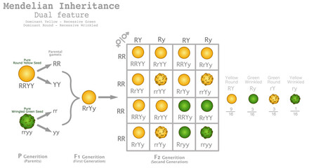 Mendelian inheritance, heredity. Mendel principles. Generation genetics ratio. Dual dominant, recessive seeds. Round, yellow, wrinkled, green. Binary peas experiment. Segregation genes. Vector