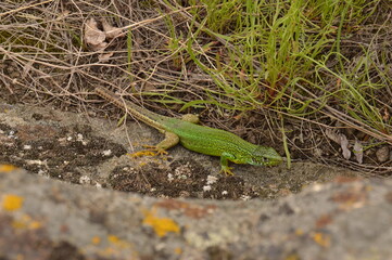 green lizard on a rock