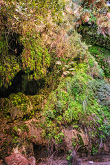 Obraz premium The National Park Ein Gedi, Israel