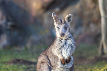 Eastern mountain kangaroo - Macropus robustus robustus on a green meadow