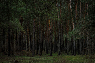 Fototapeta premium trees in the woods