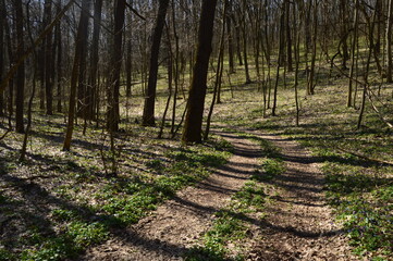 footpath in the woods