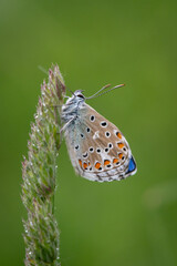 beautiful colorful blue butterfly sitting on a green blade of grass in the middle of a meadow after rain with dew drops in the Czech Republic