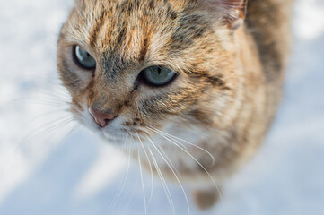 close up of a cat