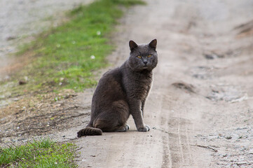 gray cat on the rocks
