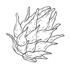 Line Art Dragon Fruit . Vector Illustration on white Background.