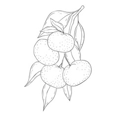 Line Art Mandarin Branch. Vector Illustration on white Background.