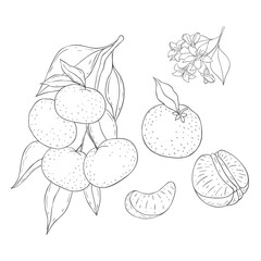 Line Art Mandarin Branch. Elements of Fruits and Flowers. Vector Illustration on white Background.
