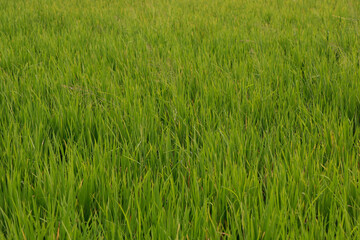 paddy field. Yellow rice paddy in field ready for harvest. Paddy rice field. vast rice fields in the countryside