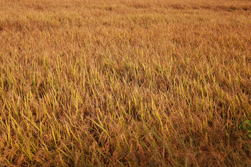 paddy field. Yellow rice paddy in field ready for harvest. Paddy rice field. vast rice fields in the countryside