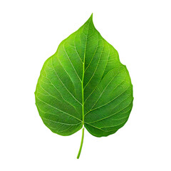 Isolated green leaf on the transparent background 
(AI Generated)
