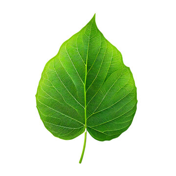 Isolated green leaf on the transparent background 
(AI Generated)