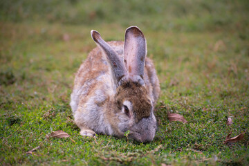 Naklejka na ściany i meble Rabbit on the grass. Domestic spotted rabbit outdoors close-up.