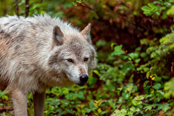 Naklejka na ściany i meble Cute canadian wolf in the wilderness, British Columbia