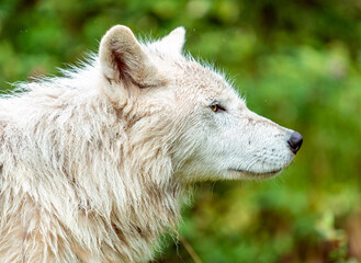 Obraz premium Cute canadian wolf in the wilderness, British Columbia