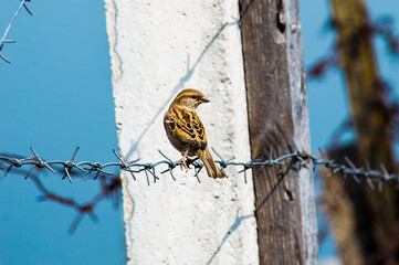 sparrow on a fence