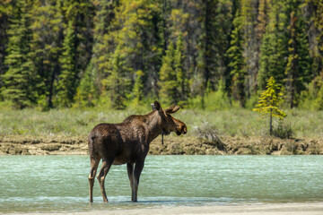 Canadian moose by lake in British Columbia