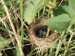 Nest of field bird with spotted eggs in tall dense grass