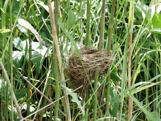 Nest of field bird with spotted eggs in tall dense grass