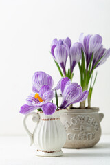 Spring still life with flowers in pot