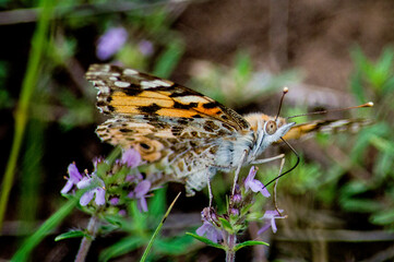 butterfly on a flower