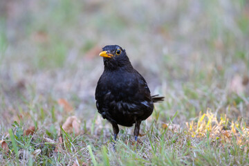 blackbird in the grass