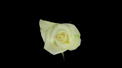 Time lapse of opening white Bianca rose with ALPHA transparency channel isolated on black background, top view
